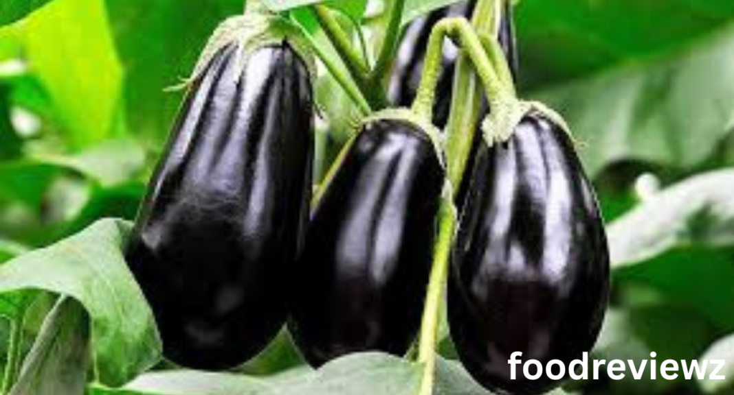 Eggplant shortage