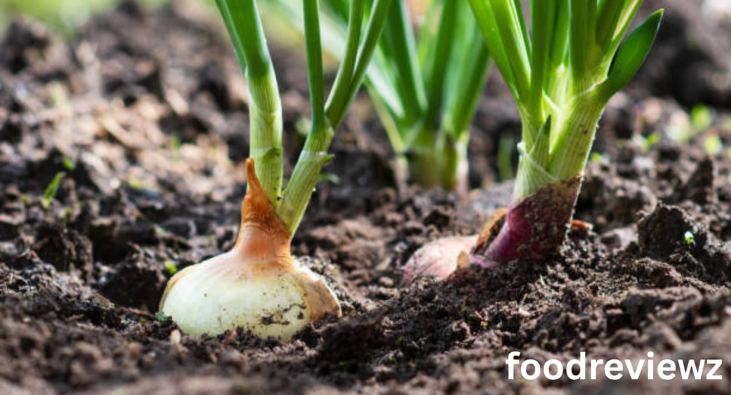 green onion shortage