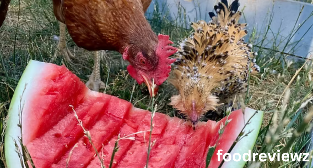 What Chickens Can Eat