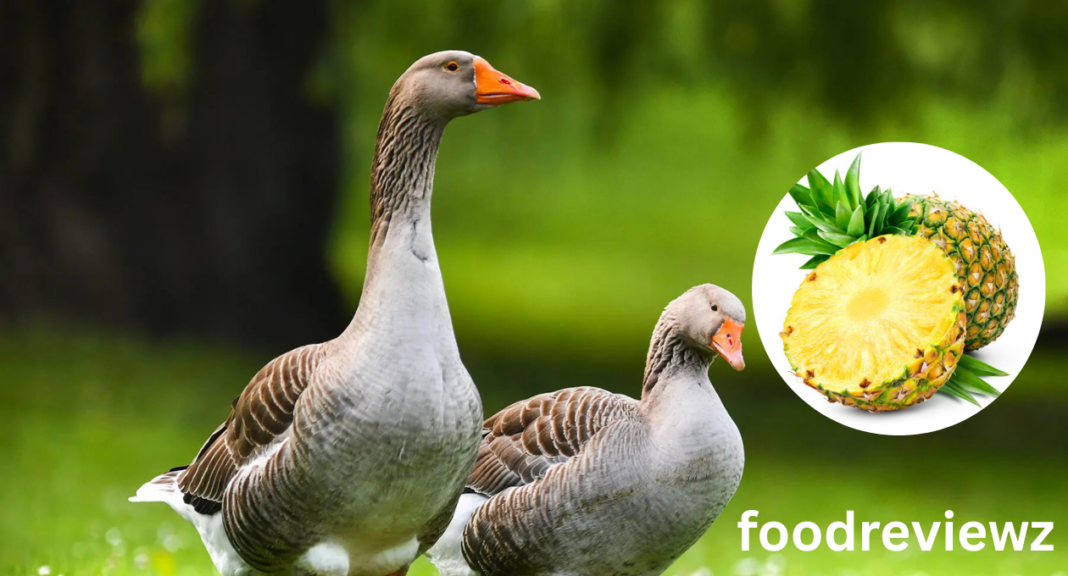 can geese eat pineapple