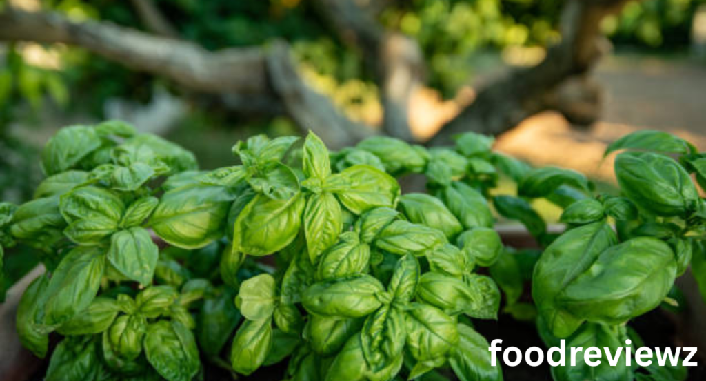 basil shortage